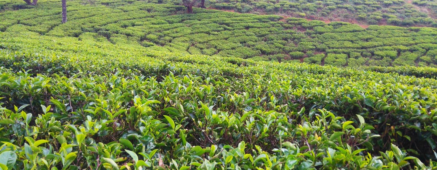 Read our Tea Journey